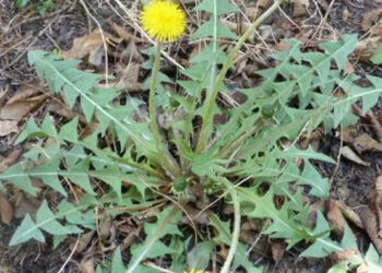 The Wonders of Dandelion Leaf You Never Knew