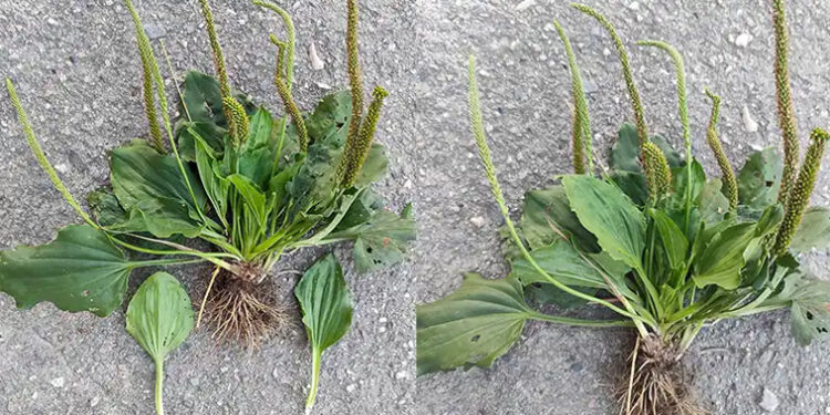 The Health Benefits and Uses of Broadleaf Plantain (Plantago major)