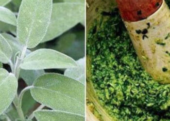 Better Than Any Pill: Discover the Amazing Healing Powers of Sage