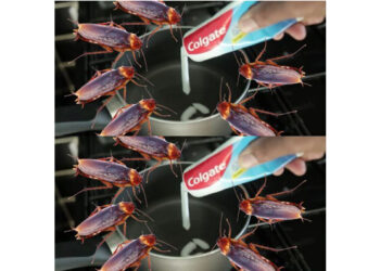 Get Rid of Cockroaches with a Simple Home Remedy