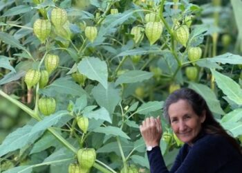 Physalis: The Common Weed with Extraordinary Health Benefits