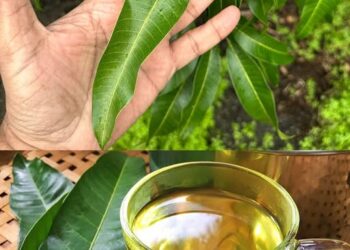 The Hidden Power of Mango Leaves: 30 Benefits and Homemade Uses
