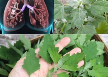 Discovering the Health Benefits of Lamb’s Quarters