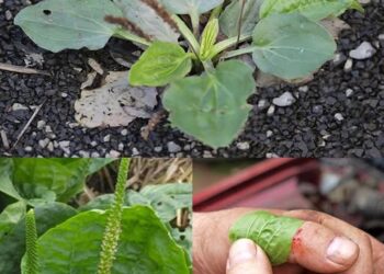 The Health Benefits and Uses of Broadleaf Plantain (Plantago major)