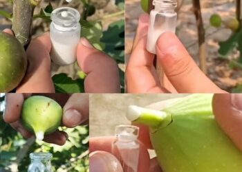 Tips for Collecting Fig Sap a Rewarding Task