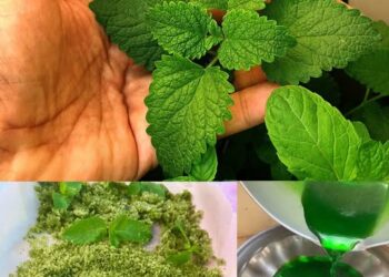 The Versatile Mint: Health Benefits, Uses, and How to Incorporate It into Your Daily Routine