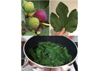 Stay Healthy with Fig Leaves: A Natural Remedy for Blood Sugar and More