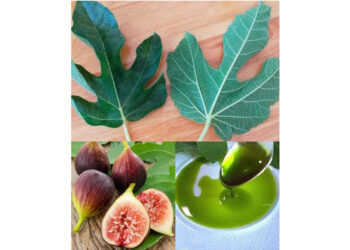 Importance of fig leaves