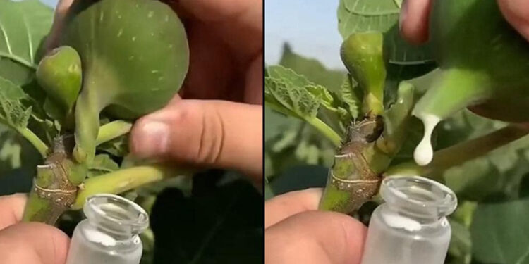 The Amazing Benefits of Fig Sap – Nature’s Hidden Elixir
