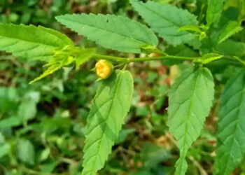 Sida acuta: Surprising Health Benefits and Homemade Uses