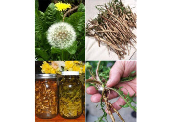 5 Health Benefits and Uses of Dandelion