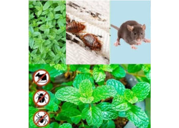 5 Plants that keep spiders, cockroaches, ants, mosquitoes, mice (and more) away