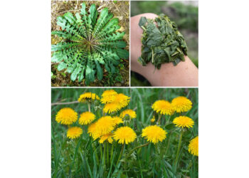 30 Incredible Benefits of Dandelion: Nature’s Hidden Gem