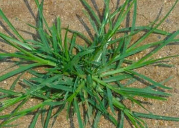 Harnessing the Power of Goose Grass: A Guide to Its Preparation and Therapeutic Uses
