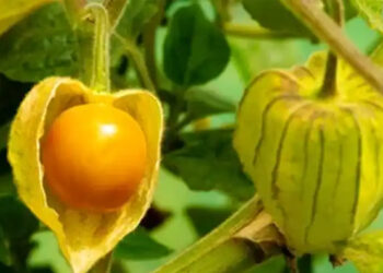 The Remarkable Benefits and Uses of Physalis peruviana (Goldenberry)