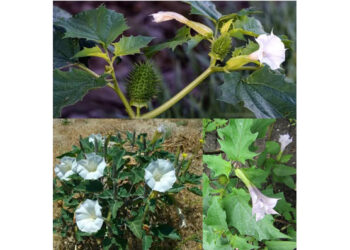 The Beautiful Danger in Our Gardens: The Poisonous Datura Stramonium