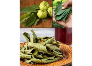 25 Incredible Benefits of Guava Leaves