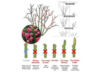 When and How to Prune a Rose Bush:An Easy Step-by-Step Guide