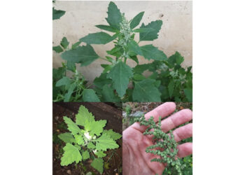 Lamb’s Quarters/Wild Spinach: The Underestimated Superfood with Maximum Health Benefits