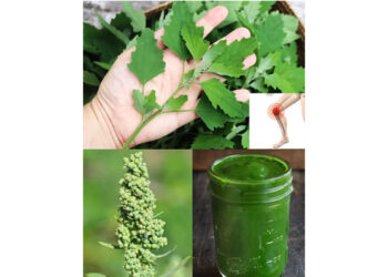 Chenopodium Album (Lamb’s Quarters): Discovering its Nutritional and Medicinal Proficiencies