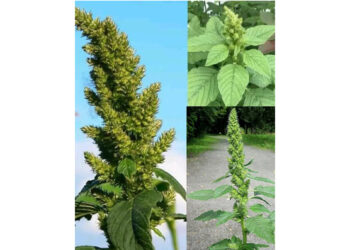 The Hidden Gem in Your Garden: Discover the Health Benefits of Pigweed