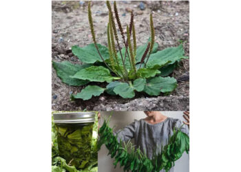 Broadleaf Plantain: Nature’s Healing Herb Uncovered