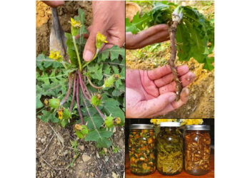 Why Dandelion Roots are the Most Important Part of the Plant