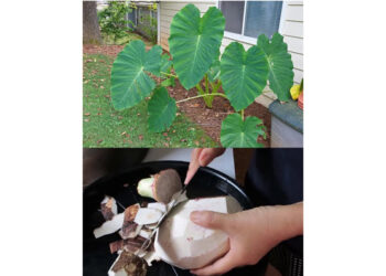 Taro (Colocasia esculenta): The Power of Its Root and Beyond