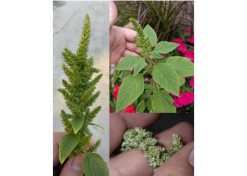 The Hidden Gem in Your Garden: Discover the Health Benefits of Pigweed