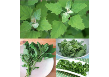 Lamb’s Quarters/Wild Spinach: The Underestimated Superfood with Maximum Health Benefits