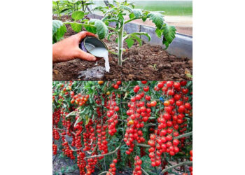 Enhancing Plant Growth: Unveiling the Power of Baker’s Yeast in Gardening