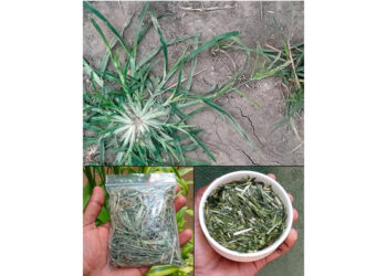 This plant is abundant in most backyards, and we cut it down without knowing it has properties capable of treating more than 10 diseases.